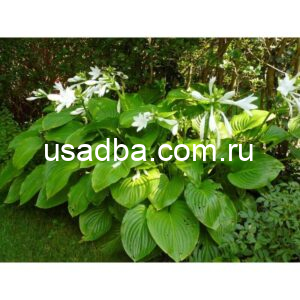 Хоста подорожниковая Hosta Plantaginea
