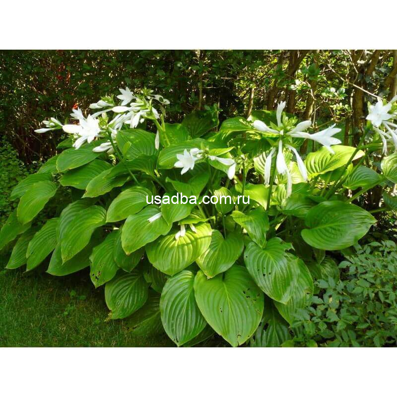 Хоста подорожниковая Hosta Plantaginea