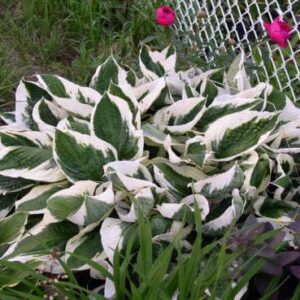 Хоста Патриот Patriot