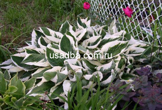 Хоста Патриот Patriot