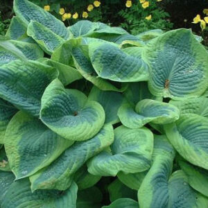Хоста Фрэнсис Уильямс Hosta Frances Williams