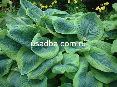 Хоста Фрэнсис Уильямс Hosta Frances Williams