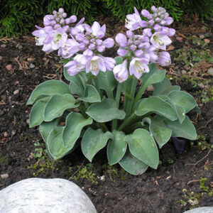 Хоста Ушки голубой мышки Blue Mouse Ears