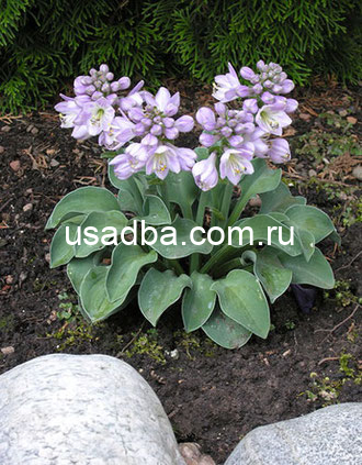 Хоста Ушки голубой мышки Blue Mouse Ears