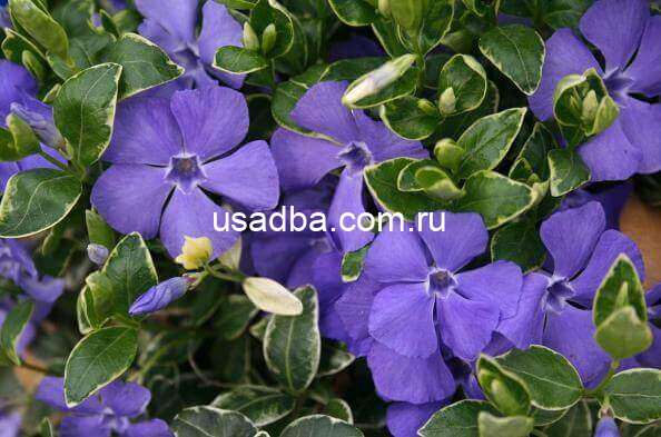 Барвинок вариегата малый — изображение 2