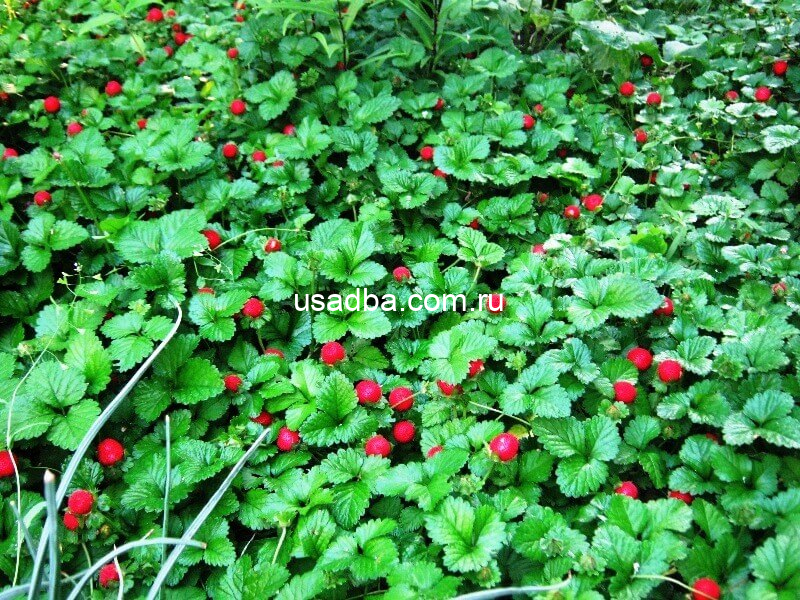 Дюшанея — изображение 2