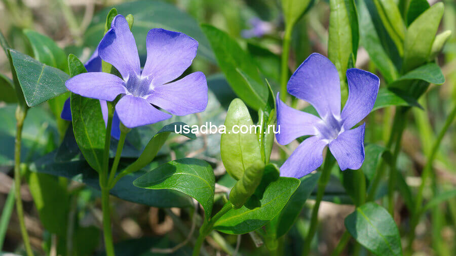 Барвинок — изображение 2