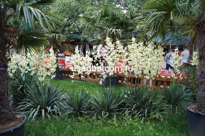 Юкка — изображение 2