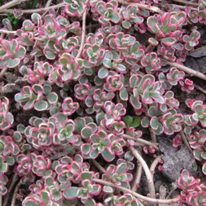 Седум триколор Sedum Spurium Tricolor