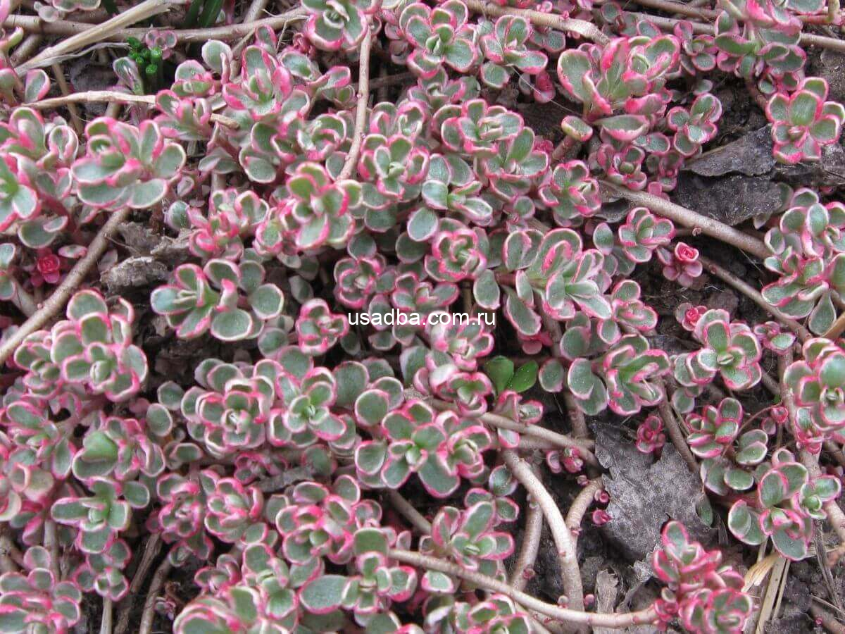 Седум триколор Sedum Spurium Tricolor