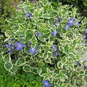 Барвинок вариегата крупный Vinca major Variegata