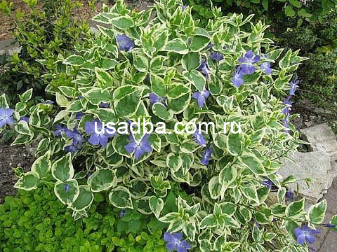 Барвинок вариегата крупный Vinca major Variegata