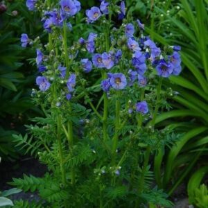 Синюха голубая Polemonium coeruleum