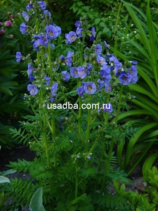 Синюха голубая Polemonium coeruleum