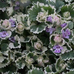 Бурда плющевидная вариегатная Glechoma hederacea Variegata