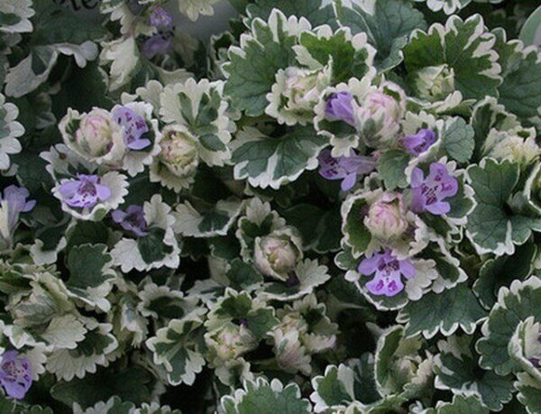 Бурда плющевидная вариегатная Glechoma hederacea Variegata