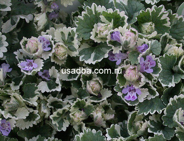 Бурда плющевидная вариегатная Glechoma hederacea Variegata