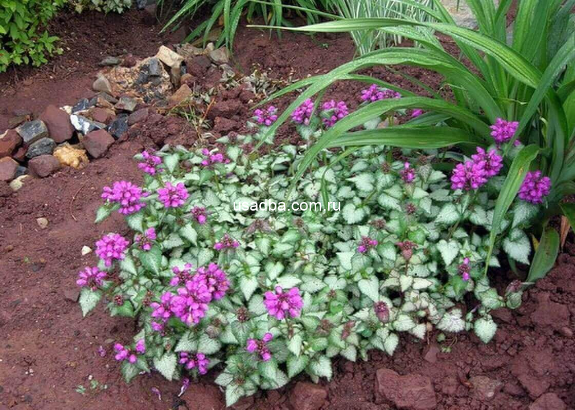 Яснотка — изображение 2