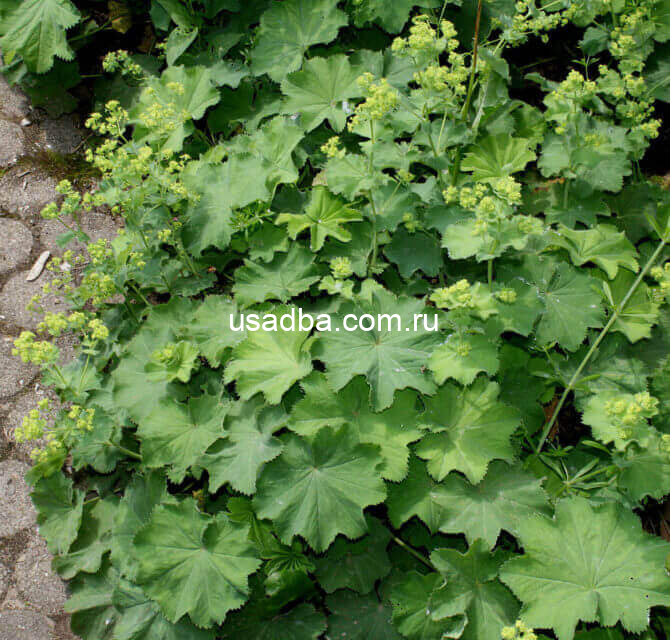 Манжетка — изображение 2