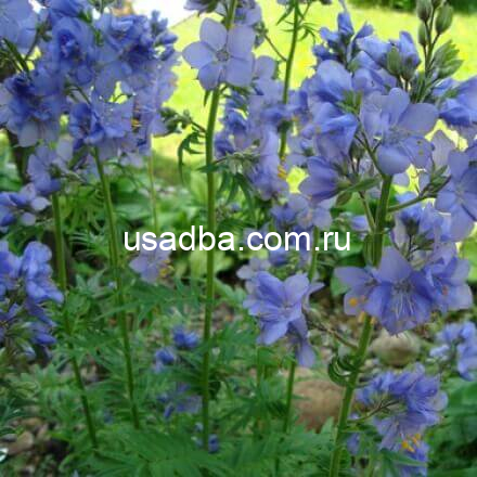 Синюха голубая Polemonium coeruleum — изображение 2