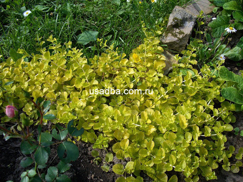 Вербейник монетчатый