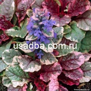 Живучка Burgundy Glow
