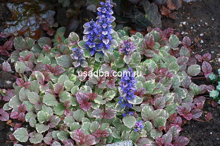 Живучка Burgundy Glow — изображение 2