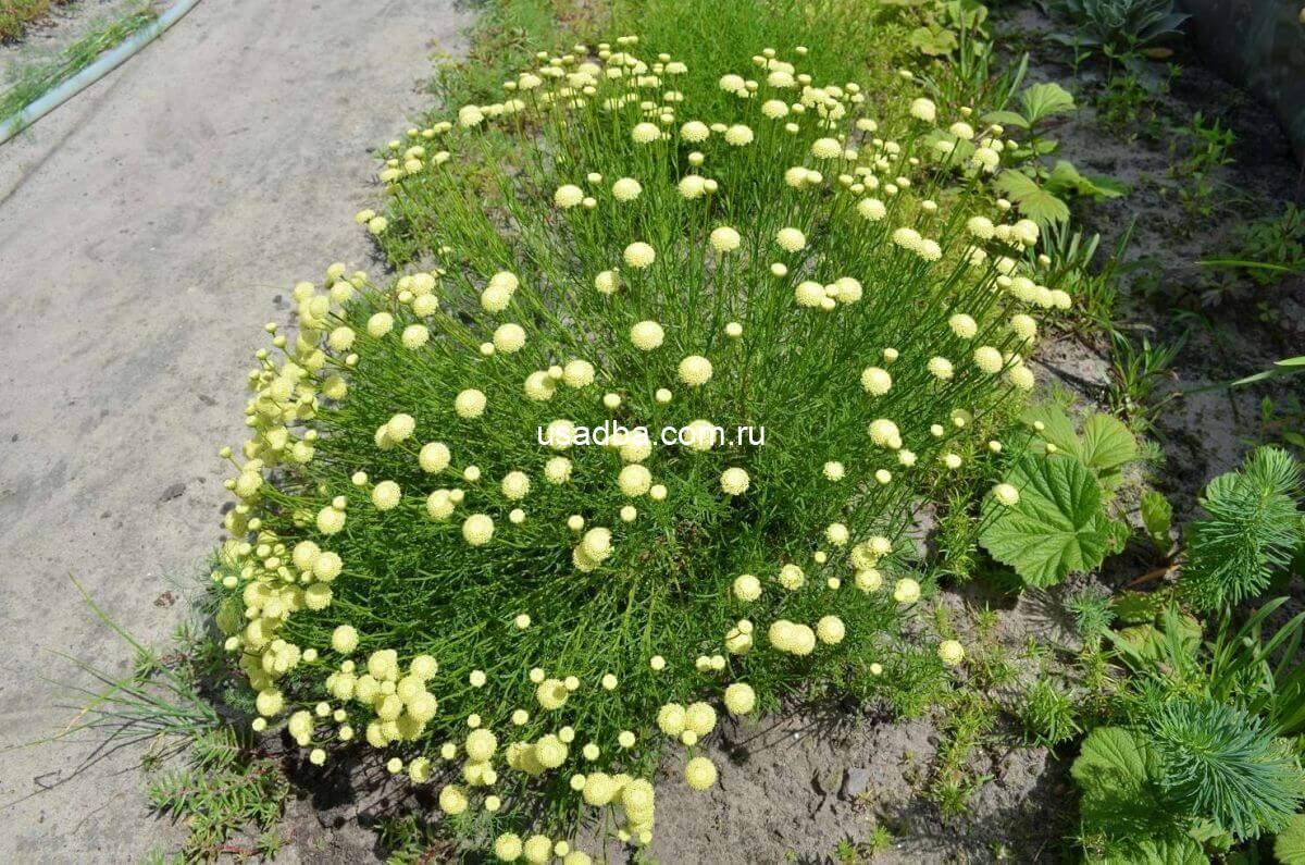 Сантолина Зеленолистная — изображение 2