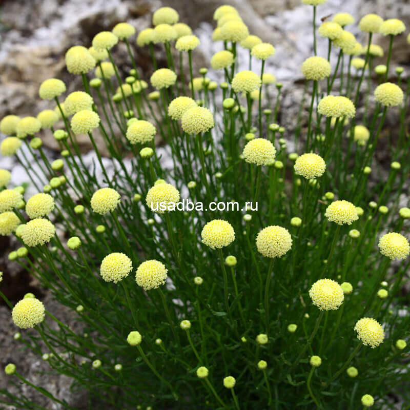 Сантолина Зеленолистная