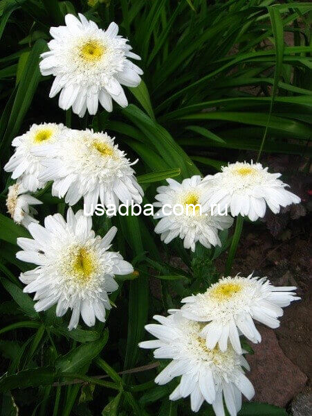 Ромашка Герберная