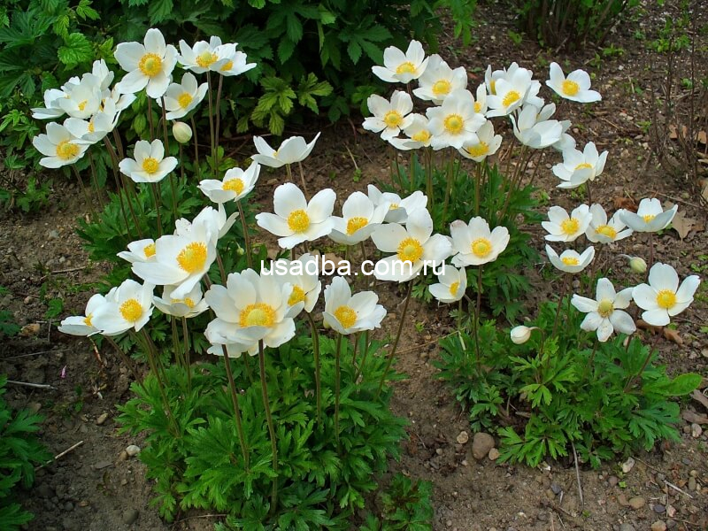 Анемона лесная