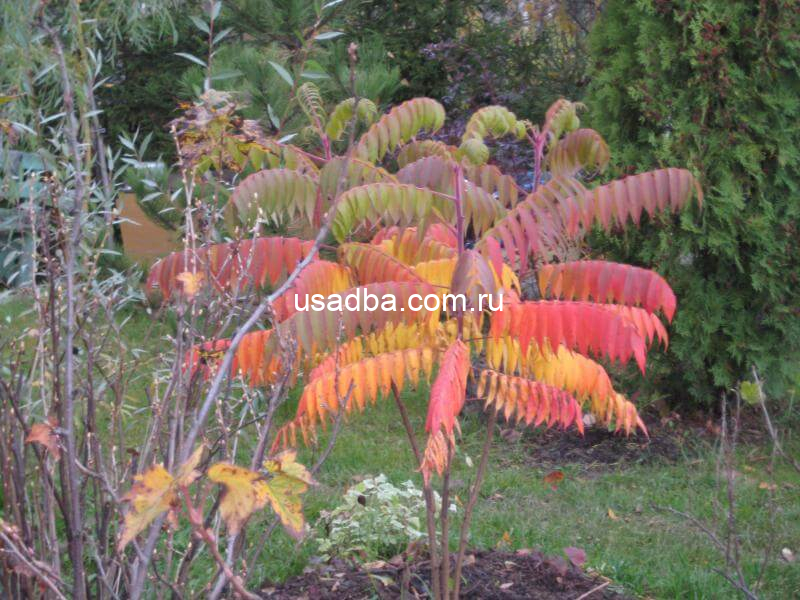 Сумах оленерогий Rhus typhina — изображение 2