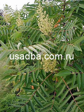 Сумах оленерогий Rhus typhina — изображение 3