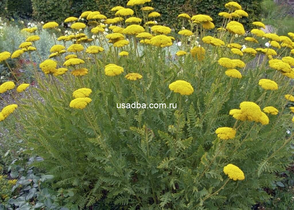 Тысячалистник Желтый — изображение 2