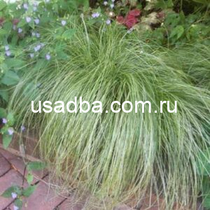 Осока косматая Frosted Curls