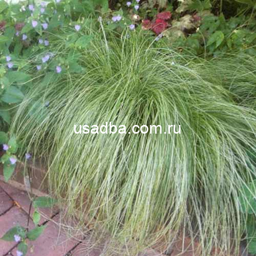 Осока косматая Frosted Curls