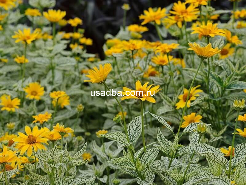 Гелиопсис шереховатый Variegata