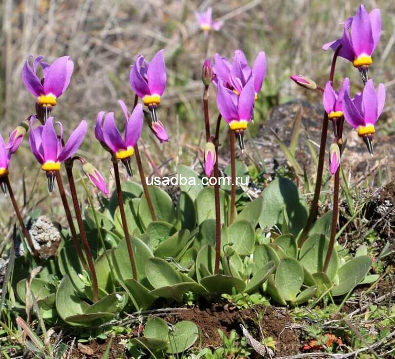 Додекатеон обыкновенный — изображение 2