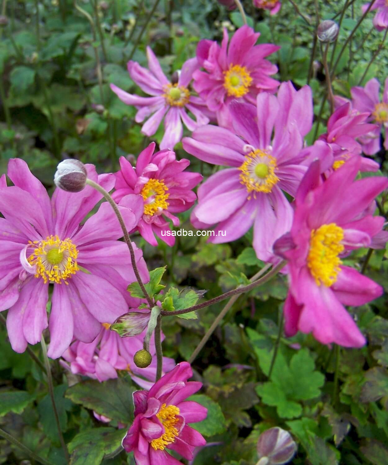 Анемона гибридная Принц Генрих