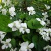 Фиалка сестринская Albiflora — изображение 2