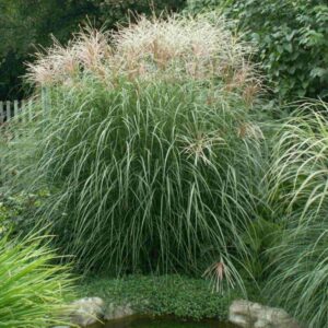Мискантус китайский Silberfeder