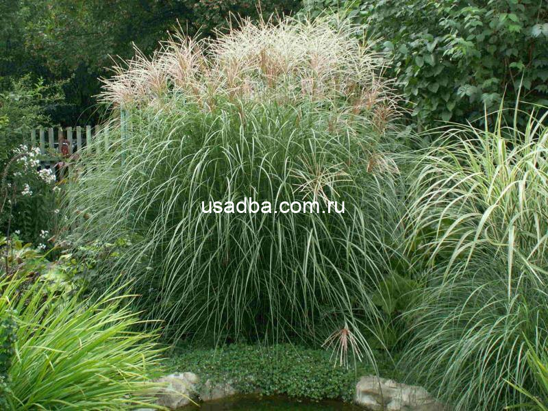 Мискантус китайский Silberfeder