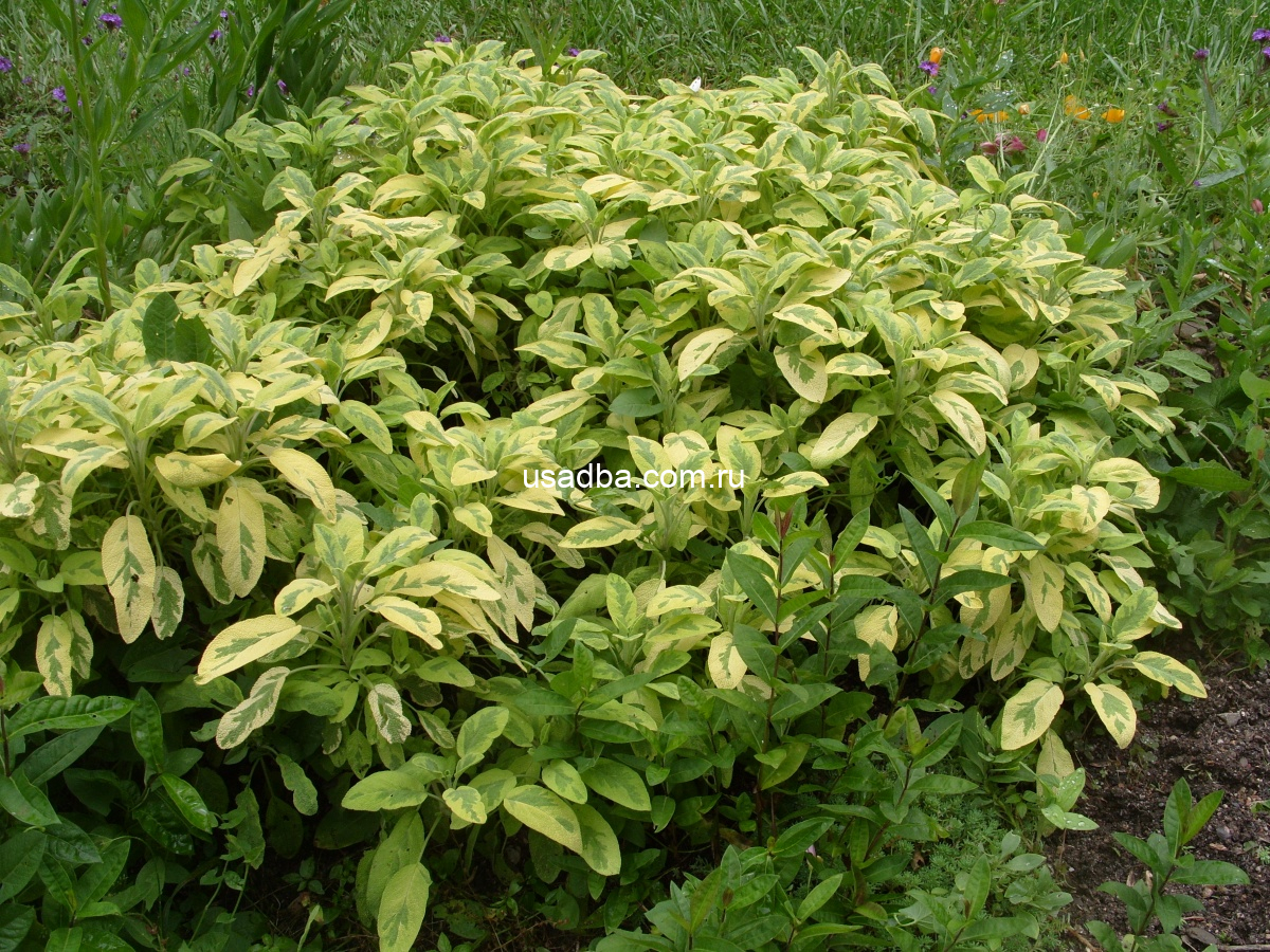 Шалфей лекарственный Иктерина желто - пестрый — изображение 3