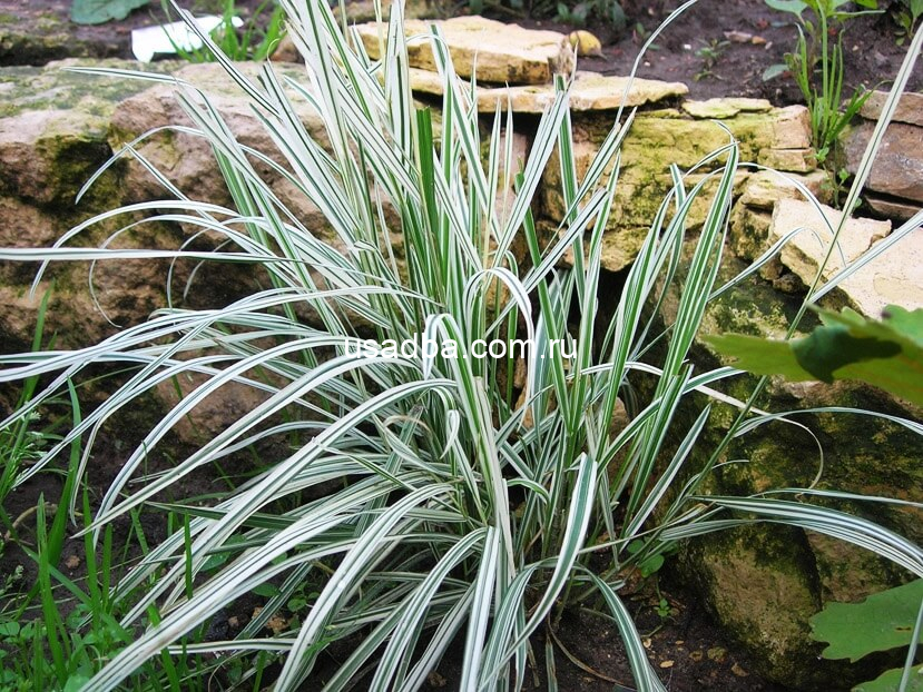 Райграс луковичный Variegatum — изображение 2