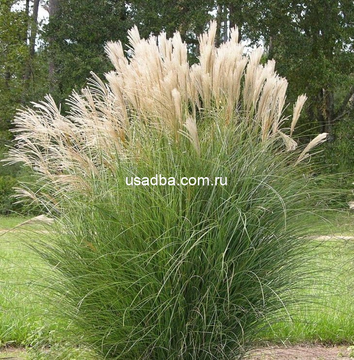 Мискантус китайский — изображение 2