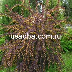Барбарис Тунберга Atropurpurea