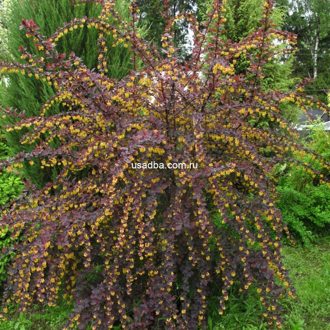 Барбарис Тунберга Atropurpurea