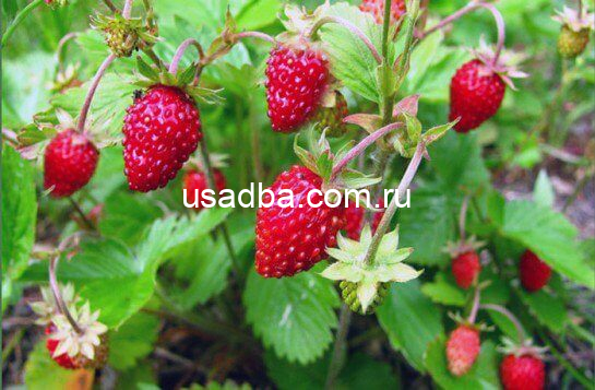 Земляника Барон Солемахер