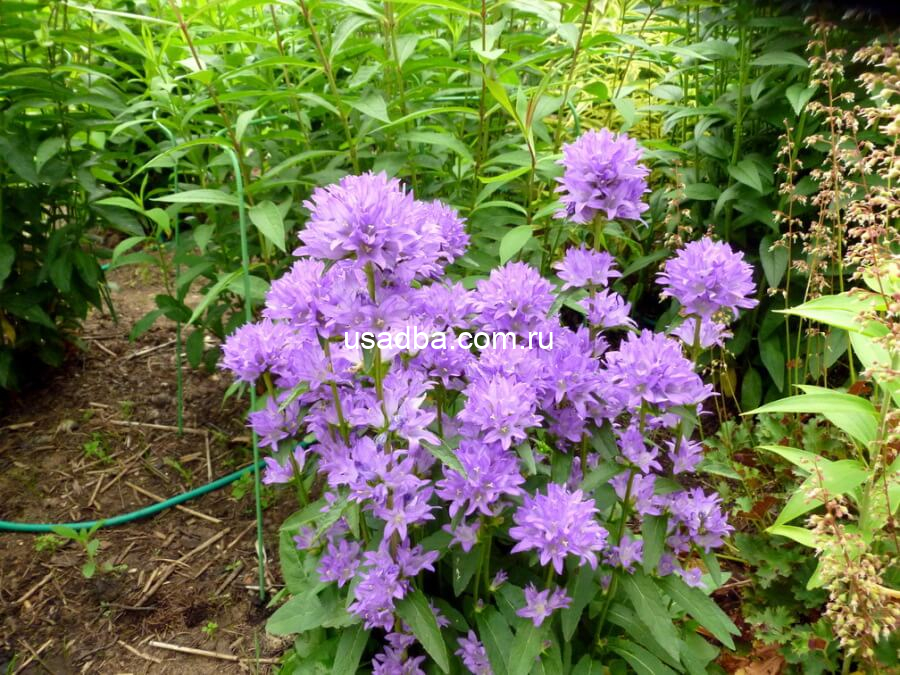 Колокольчик скученный синий