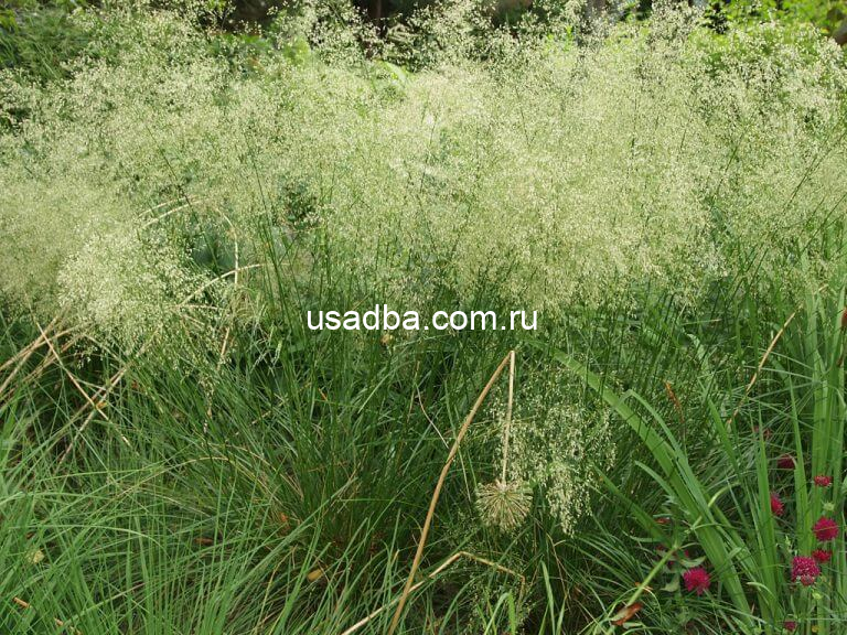 Луговник Щучка дернистая